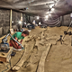 Image for article titled Ask a paleontologist about the mystery behind this whale graveyard!